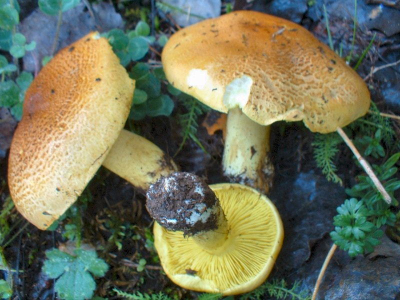 che tricholoma 